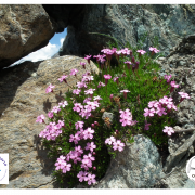 Silene acaulis subsp exscapa_Maurienne_2013-01